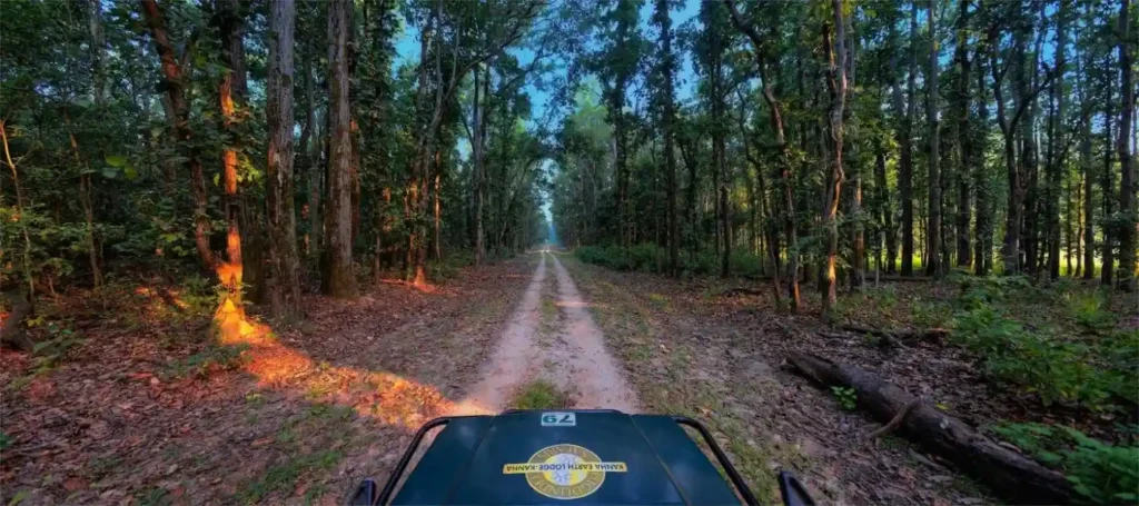 Jeep safari trail through the dense forest of Kanha National Park
