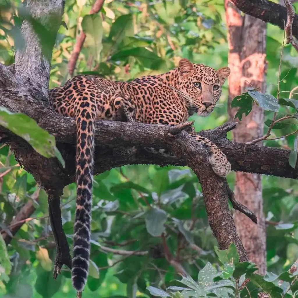 Leopard resting on a tree branch in Kanha National Park