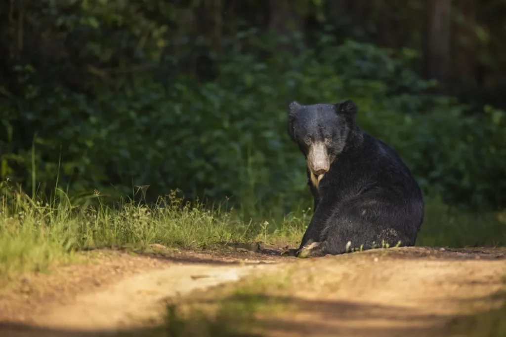 Sloth bear spotted during a wildlife safari in Kanha Tiger Reserve