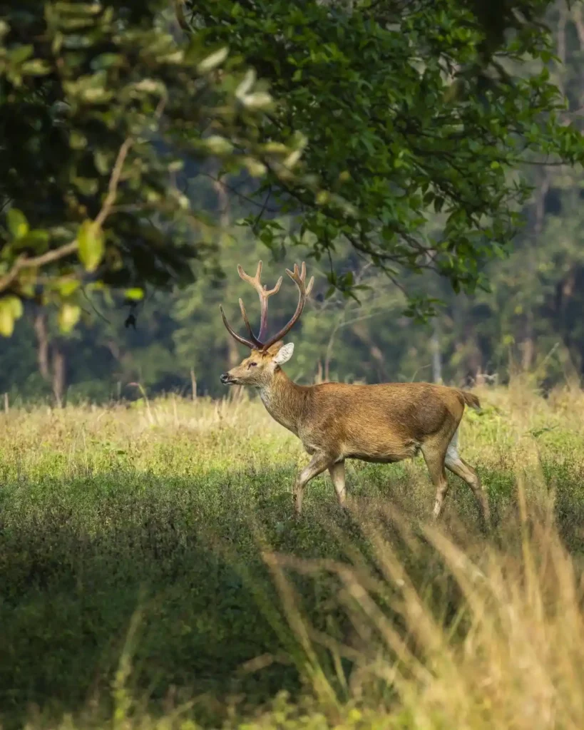 Barasingha grazing in the grasslands of Kanha National Park