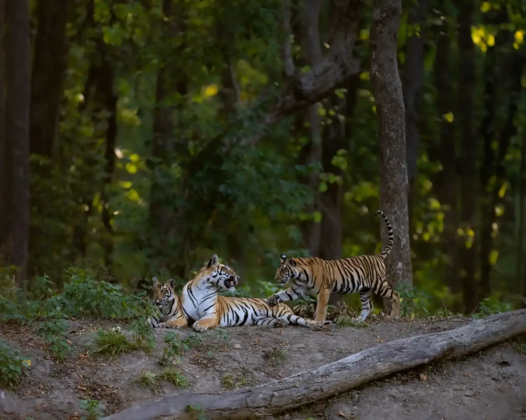 Tigress resting with two cubs in Kanha Tiger Reserve