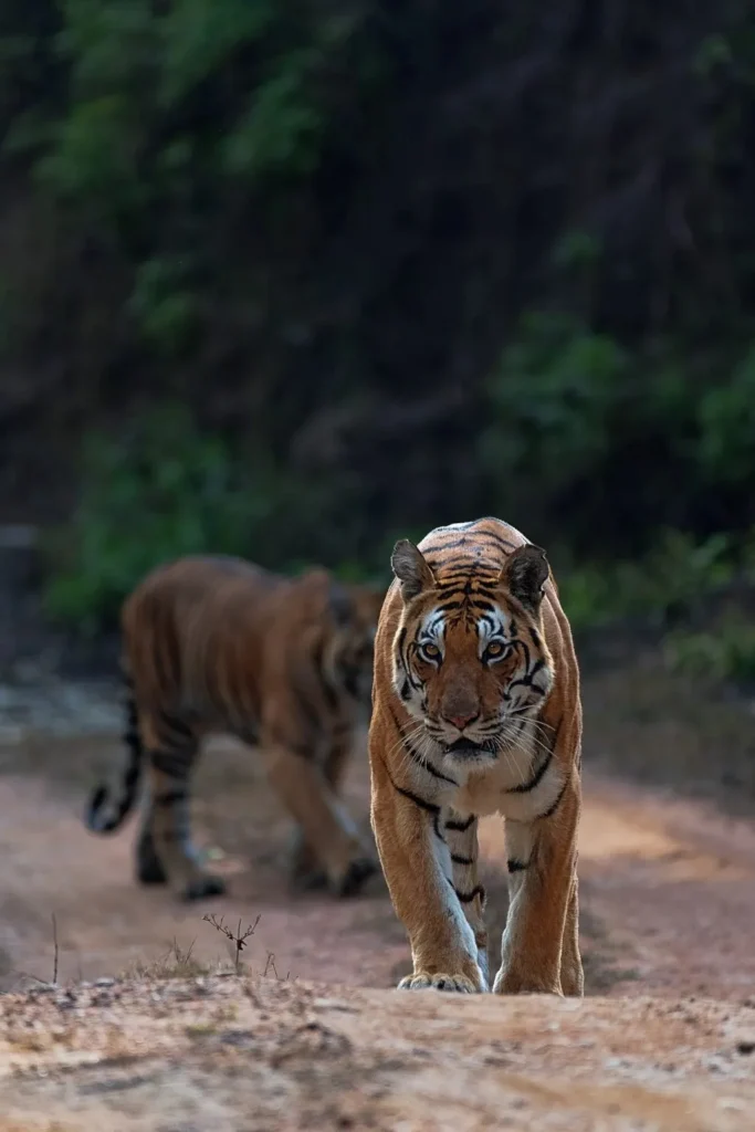 Royal Bengal tiger walking on a forest trail in Kanha Tiger Reserve