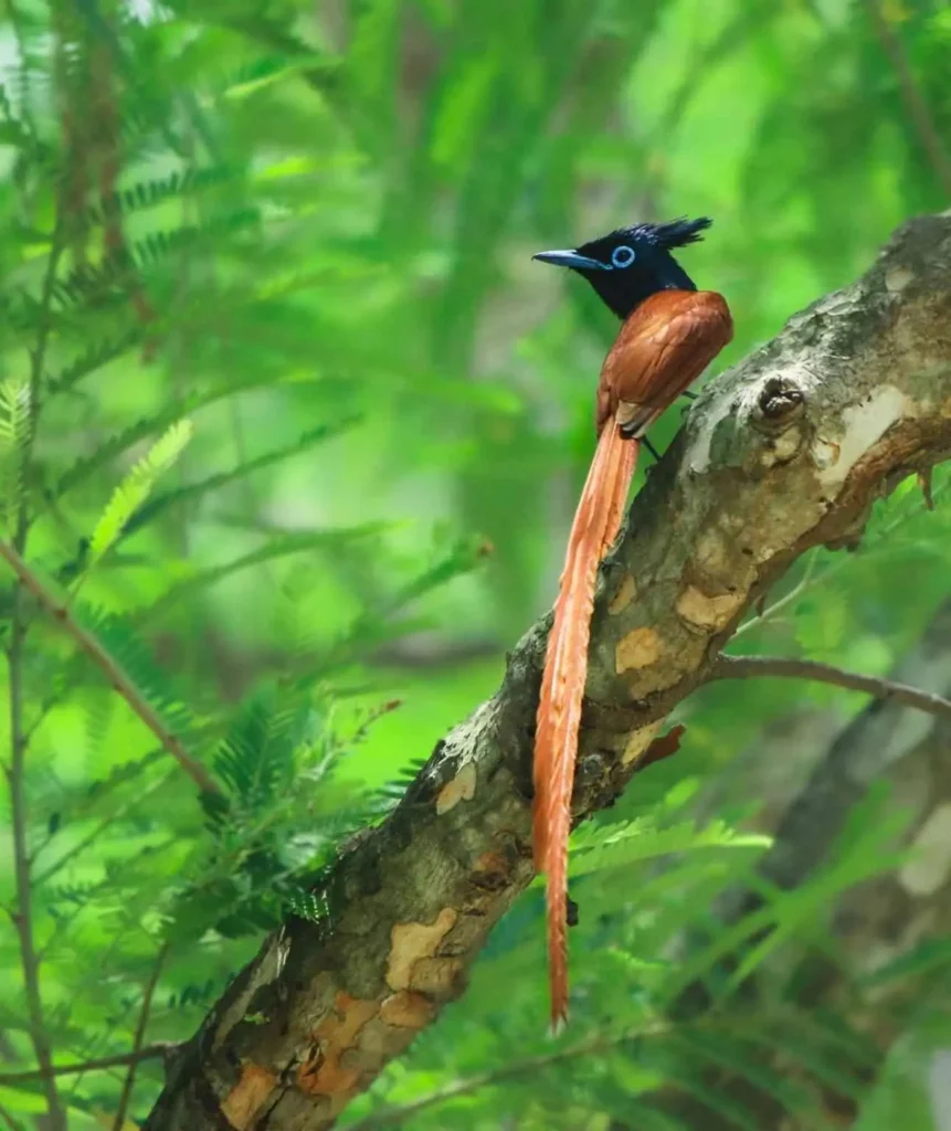 Indian paradise flycatcher perched on a tree in Kanha National Park