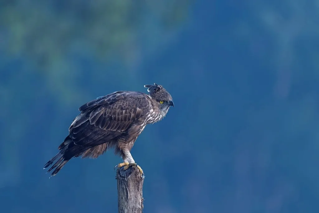 Crested serpent eagle perched in Kanha National Park