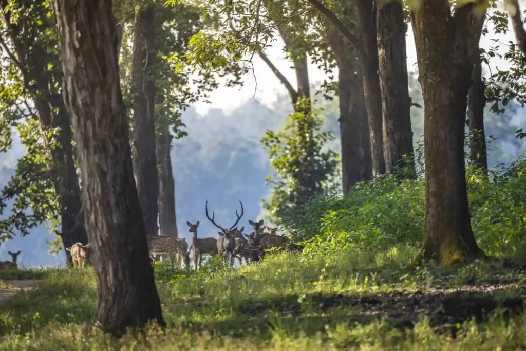 Barasingha in its natural habitat at Kanha National Park