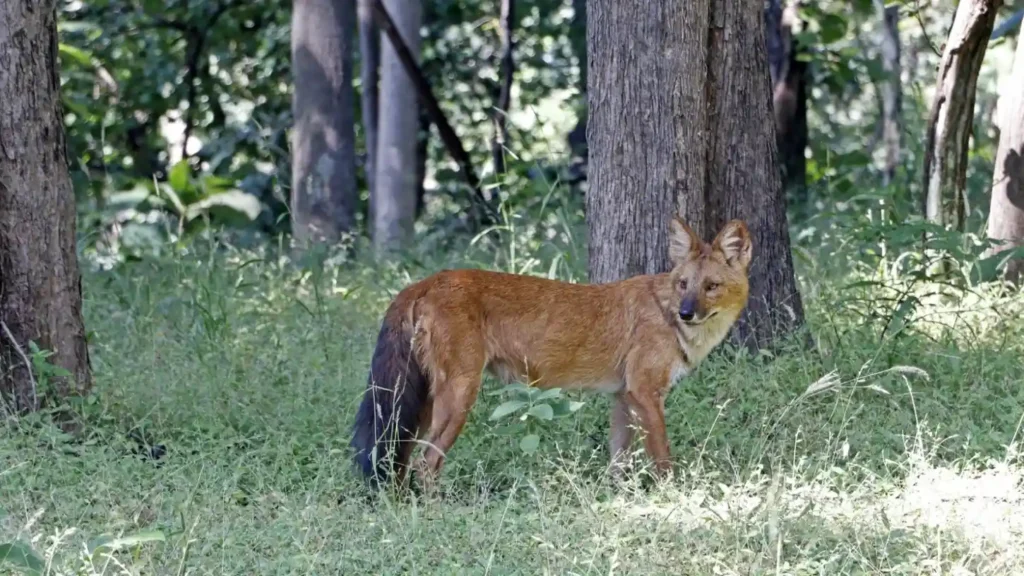 Indian wild dog (dhole) in the buffer zone of Kanha National Park