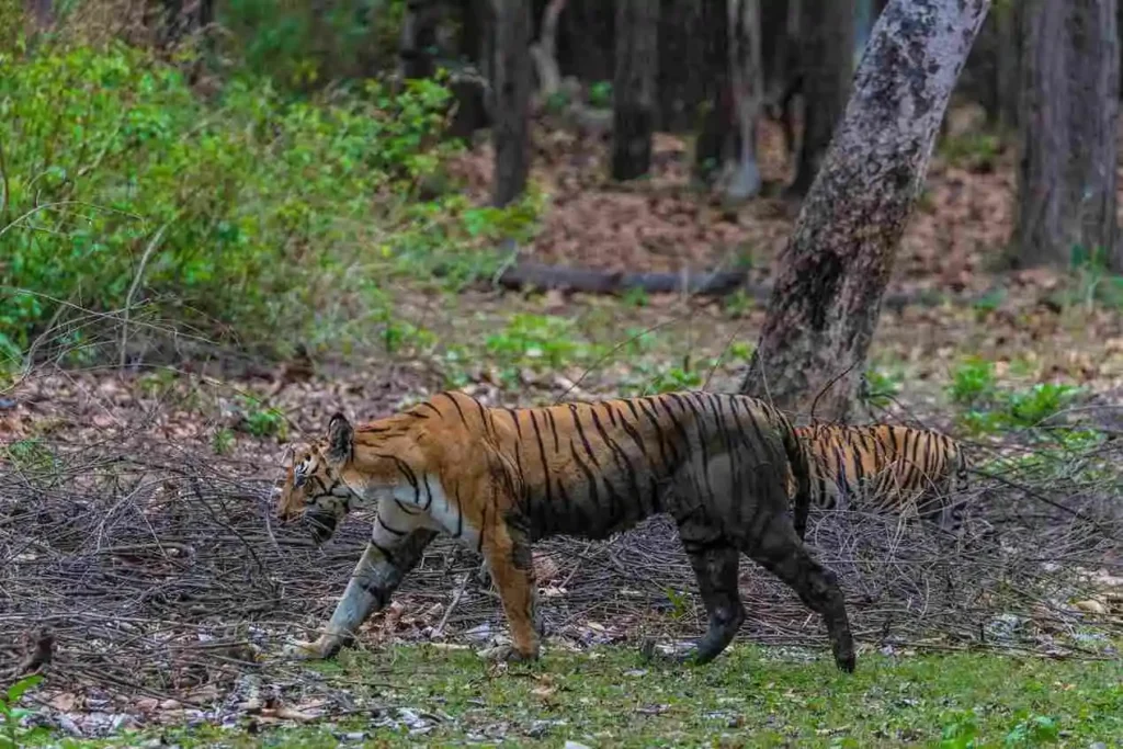 Royal Bengal tiger walking through the forests of Kanha National Park