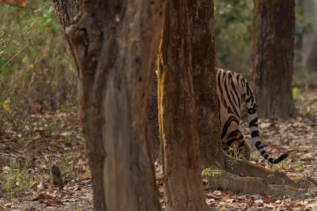 Royal Bengal tiger walking through the forests of Kanha National Park