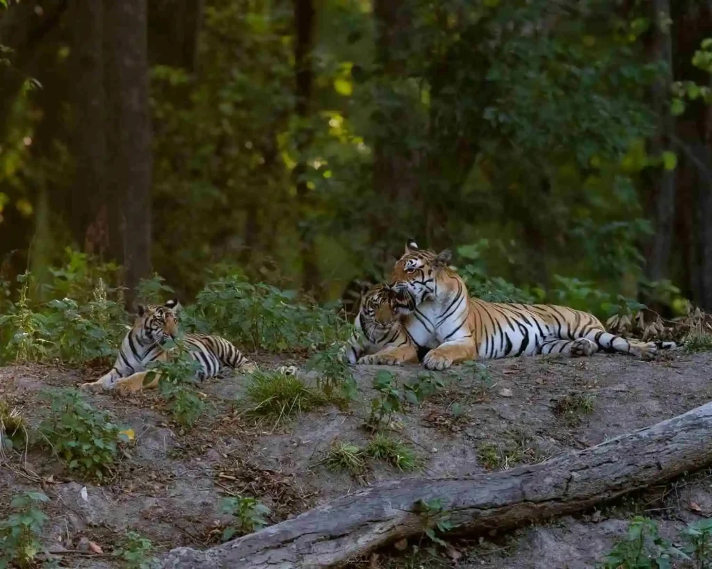 Bengal tigress resting with her cubs in Kanha National Park