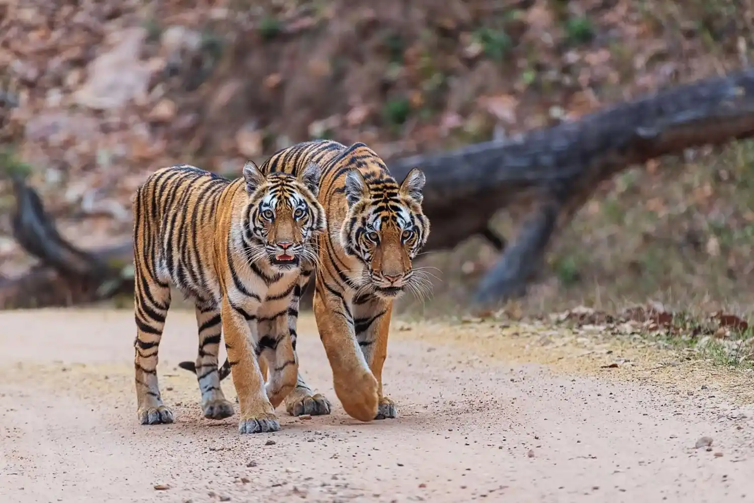 Bengal tigress with her cub during a full day safari in Kanha National Park