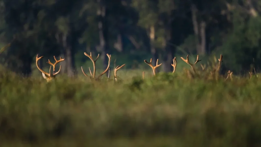 Herd of barasingha grazing in Kanha National Park