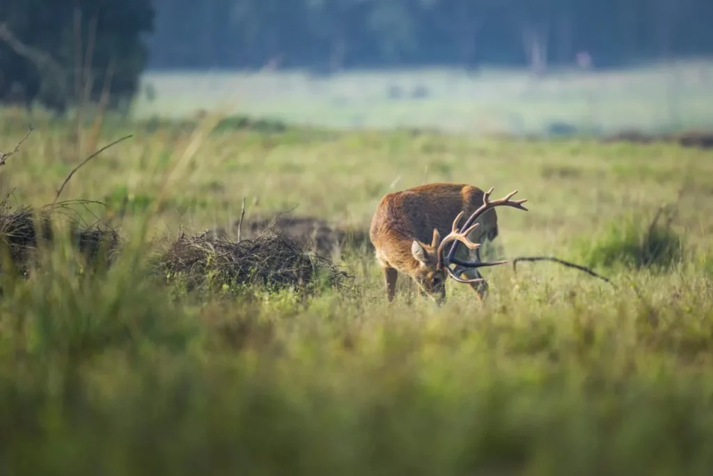 Indian barking deer standing in the forests of Kanha National Park