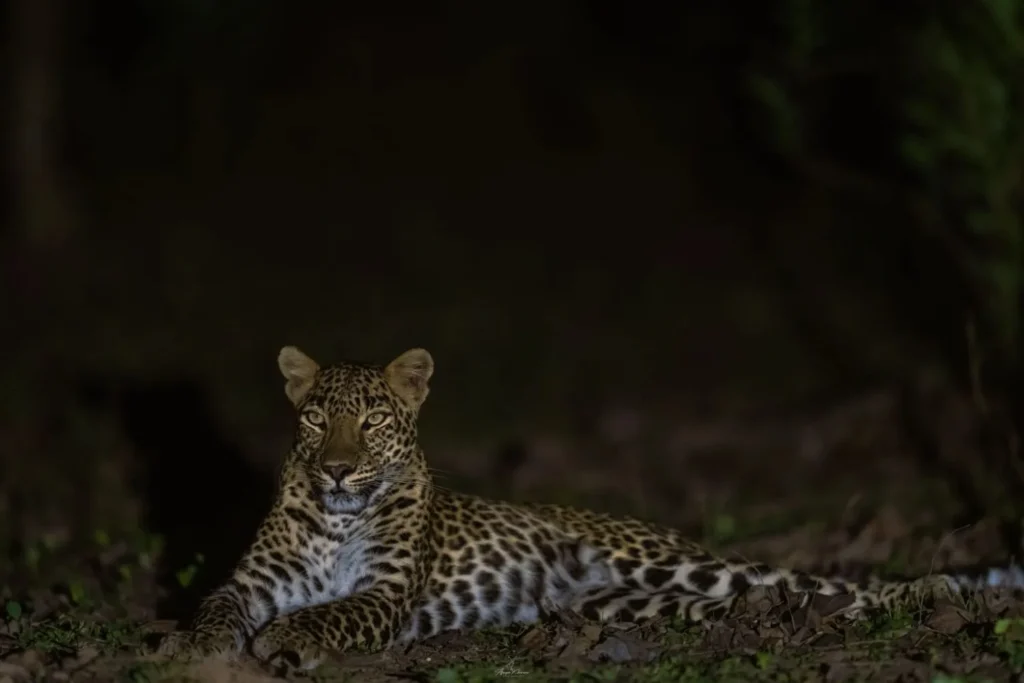 Indian leopard resting in Kanha National Park at night