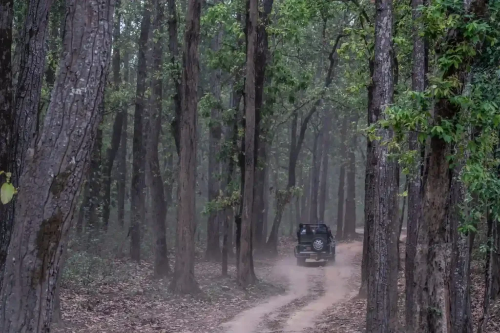 Jeep safari on a forest trail in Kanha National Park