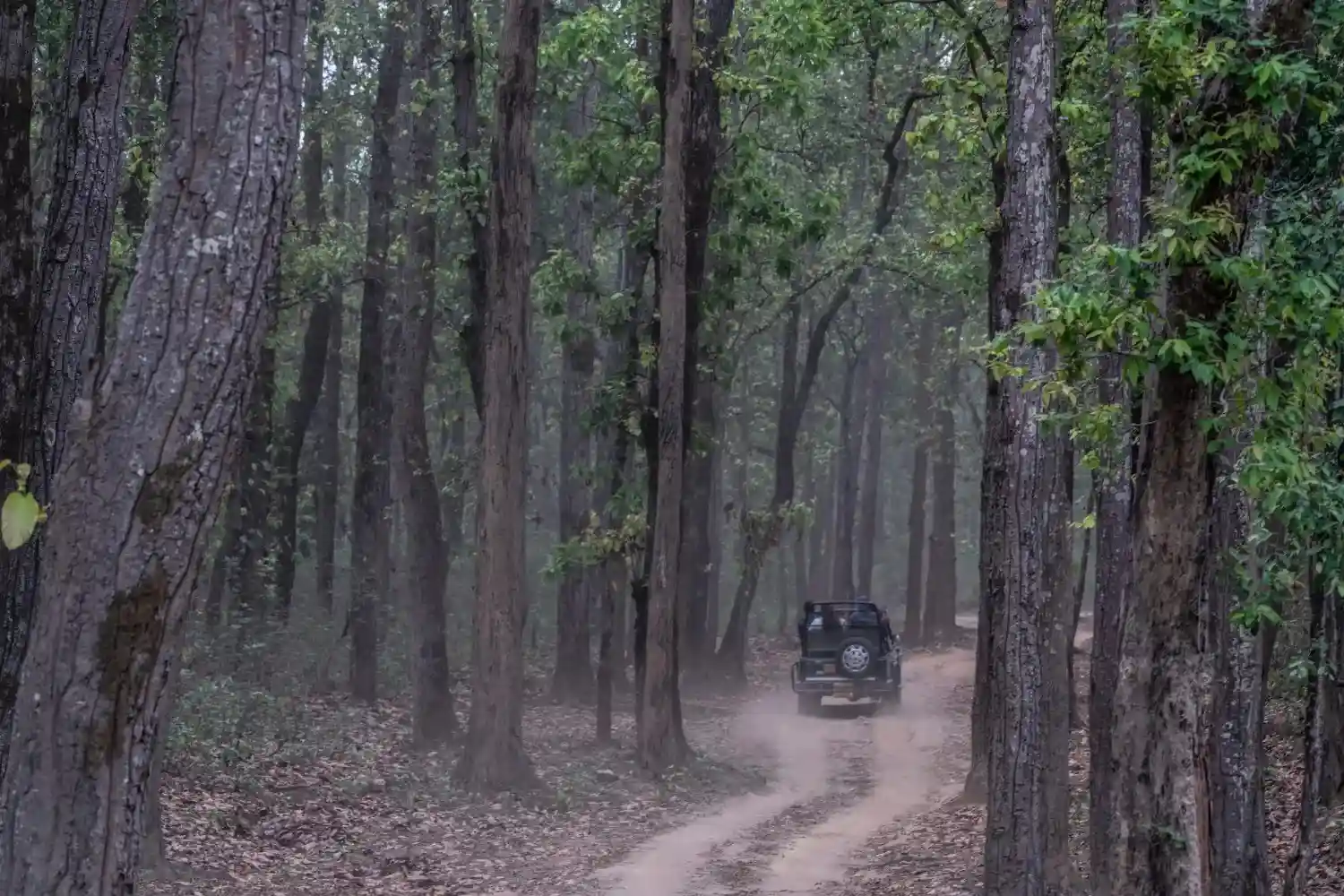 Jeep safari on a forest trail in Kanha National Park