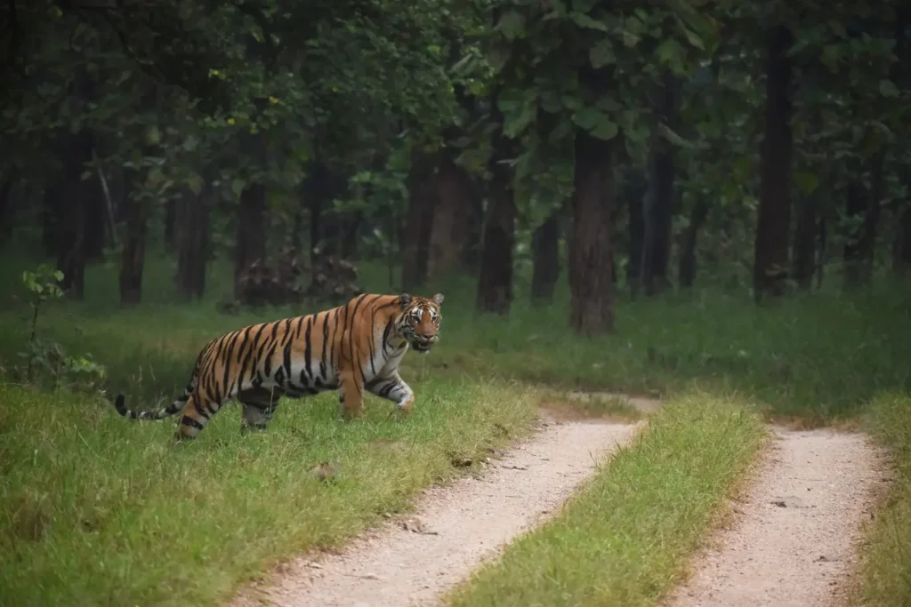 Royal Bengal tiger crossing a forest trail in Kanha National Park