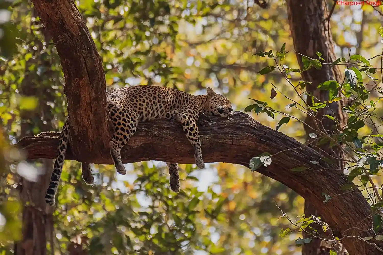 Indian leopard resting on a tree branch in Kanha National Park