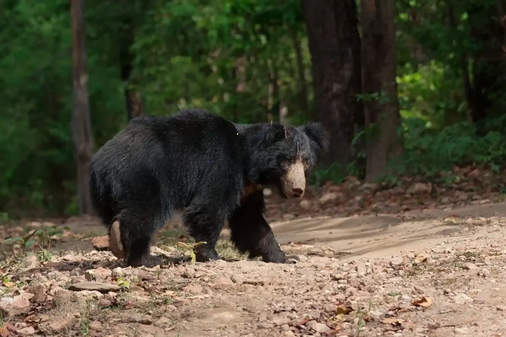 Sloth bear walking through the buffer zone of Kanha National Park