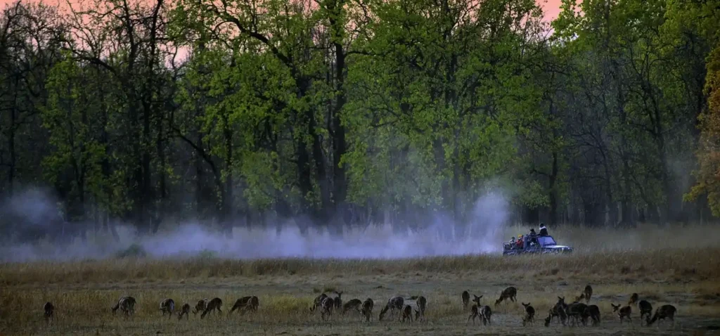 Morning jeep safari in Kanha National Park