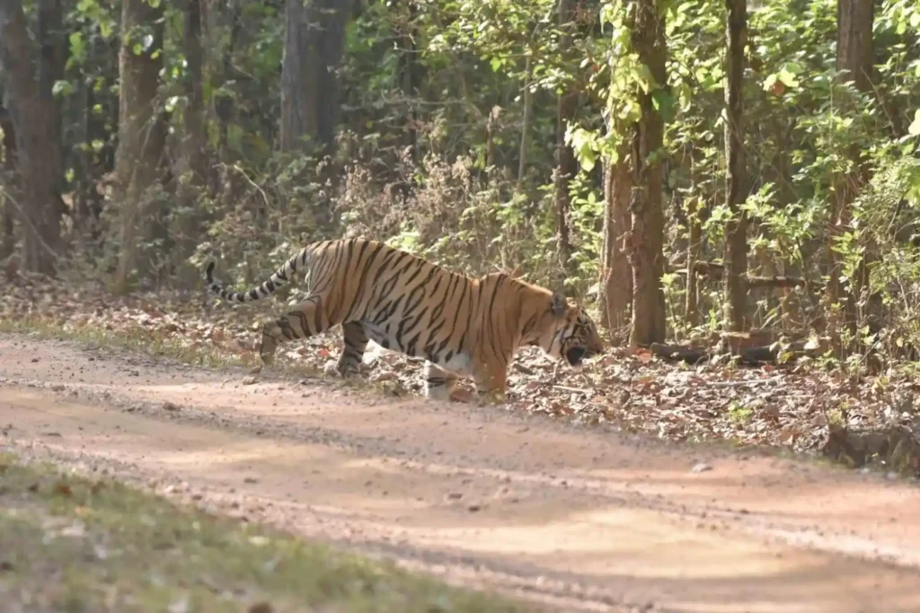BALAGHAT MALE TIGER
