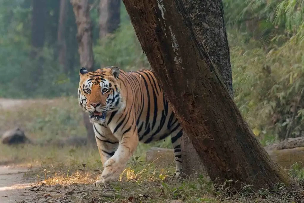 Bhoindabra Male Tiger