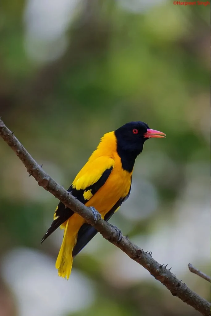 Black-hooded oriole perched on a tree branch in Kanha Tiger Reserve