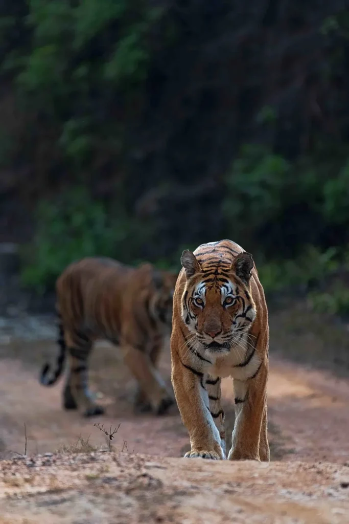 DJ Tiger of Kanha