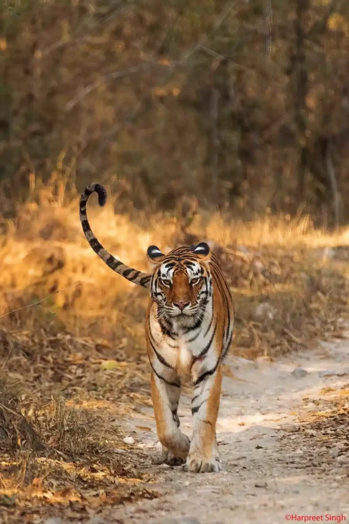 Ghanghar Female Salghat Tigress