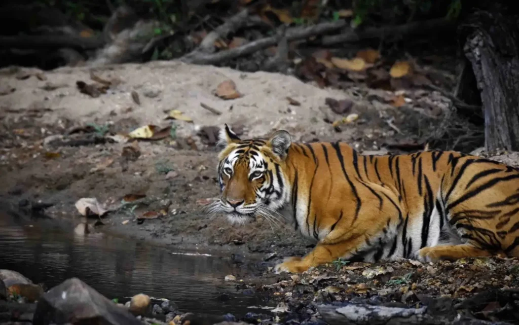 Junior Sondor tiger of kanha