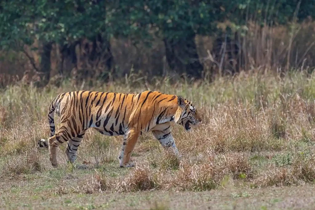 Junior Bajrang (T-118) Male Tiger
