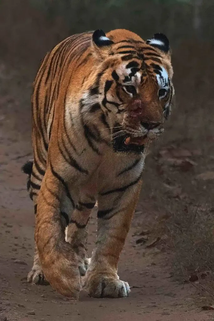 M1 tiger of Kanha
