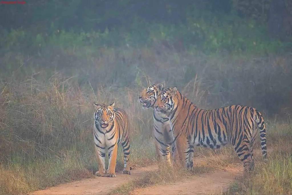 Naina tigress of kanha with cubs