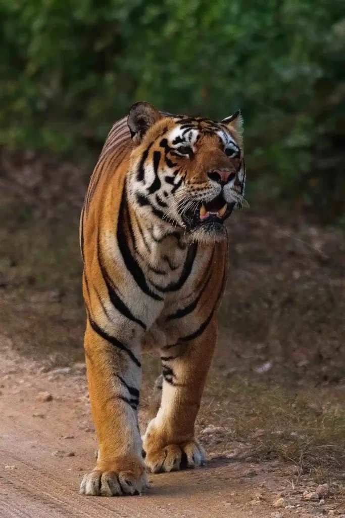 Neela Nala tiger of Kanha