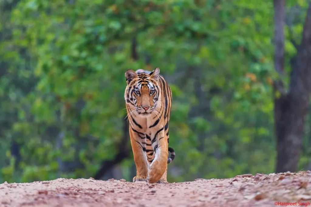 Royal Bengal tiger spotted near the Khatiya Nature Trail in Kanha Tiger Reserve