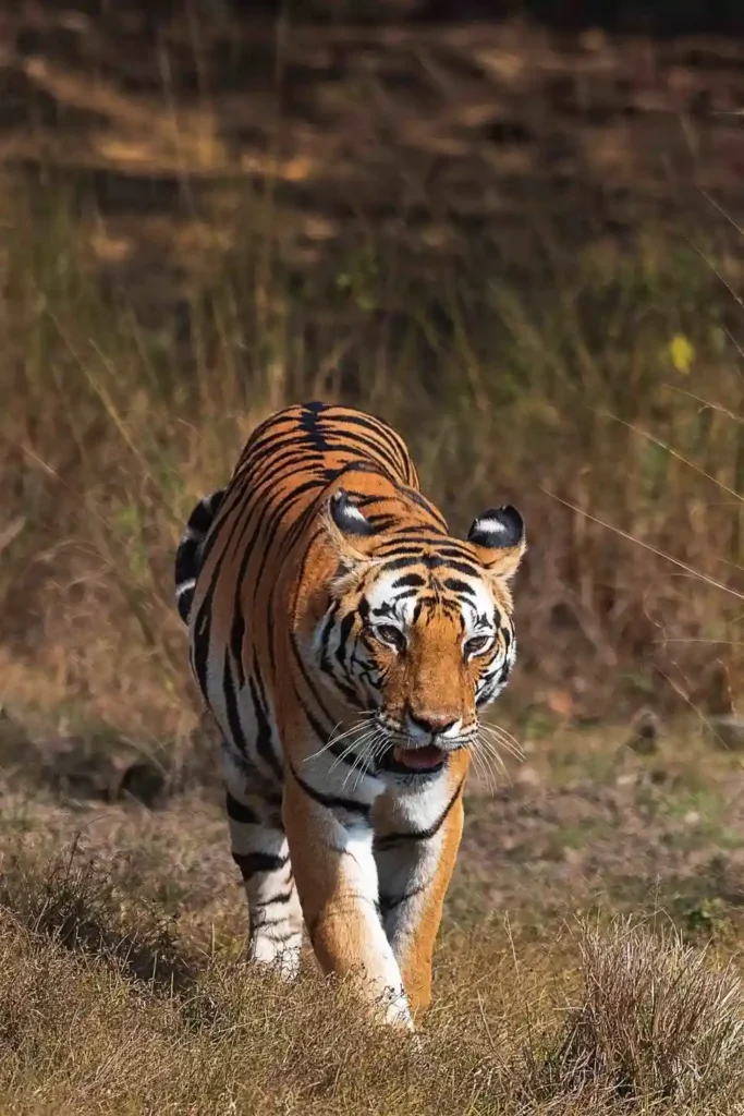 Neelam tigress of Kanha