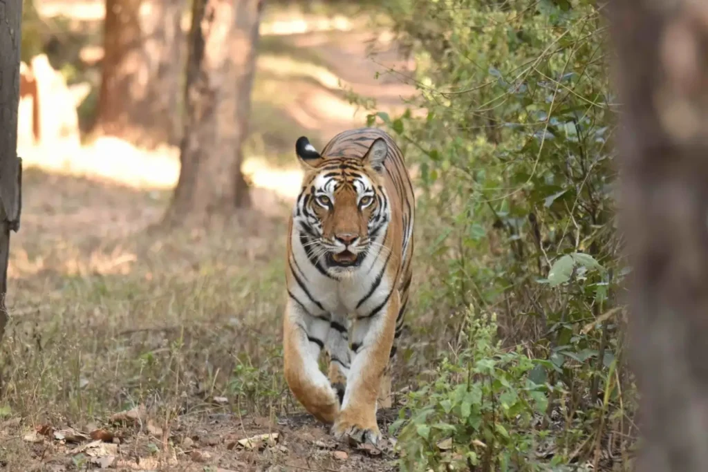 PARSATOLA FEMALE TIGER
