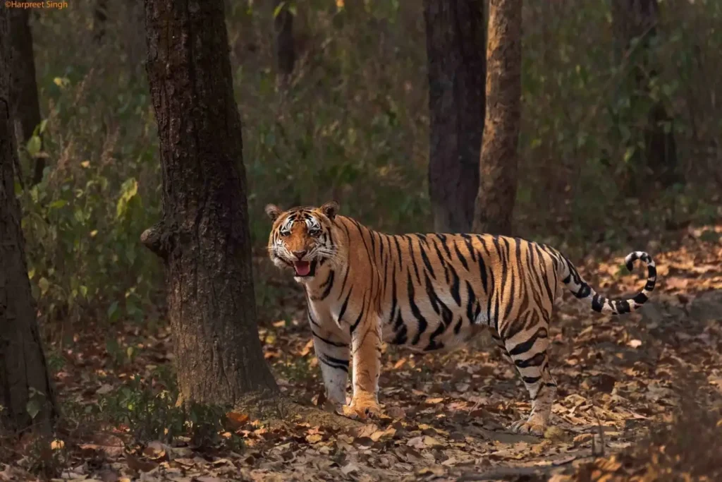 Pattewala tiger of kanha