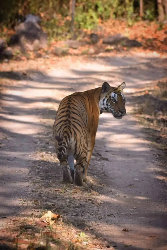 Sunaina tigress of Kanha