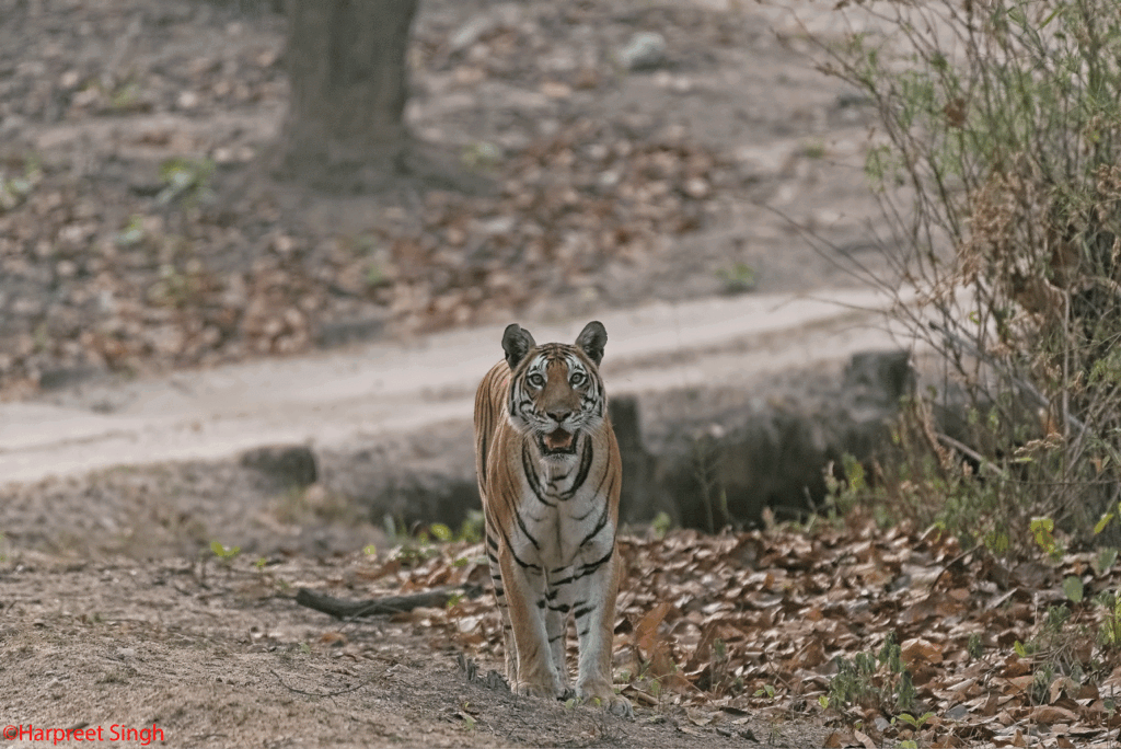 Zilaline tiger of Kanha