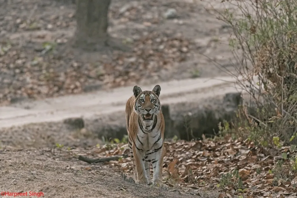 Zilaline tiger of Kanha