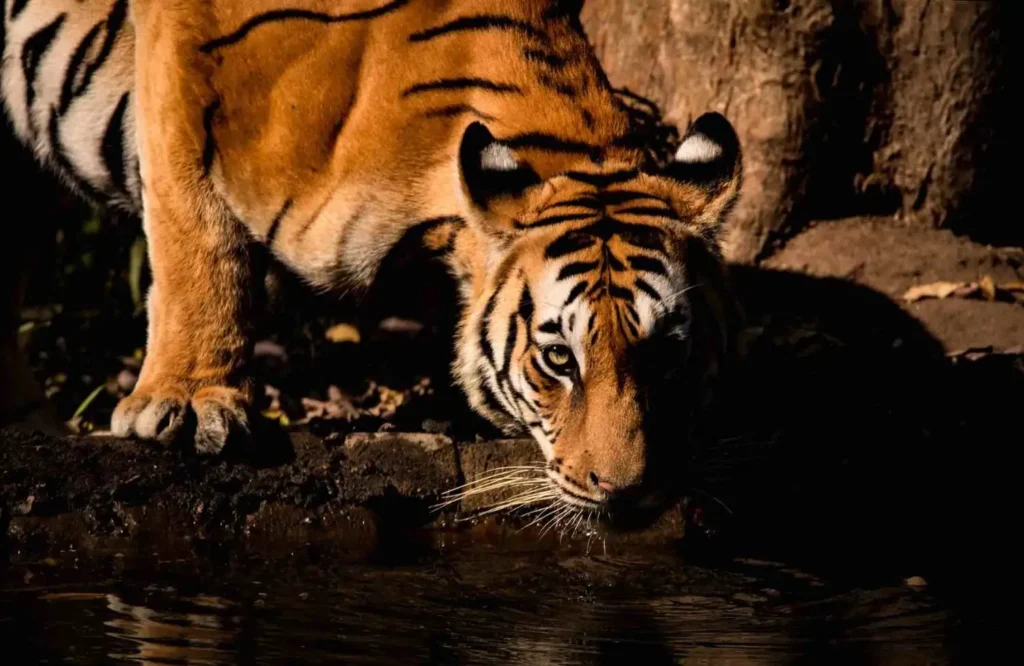 Popular Tigers in Kanha