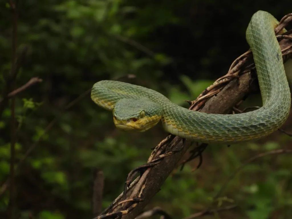 Bamboo Pit Viper (Trimeresurus gramineus)