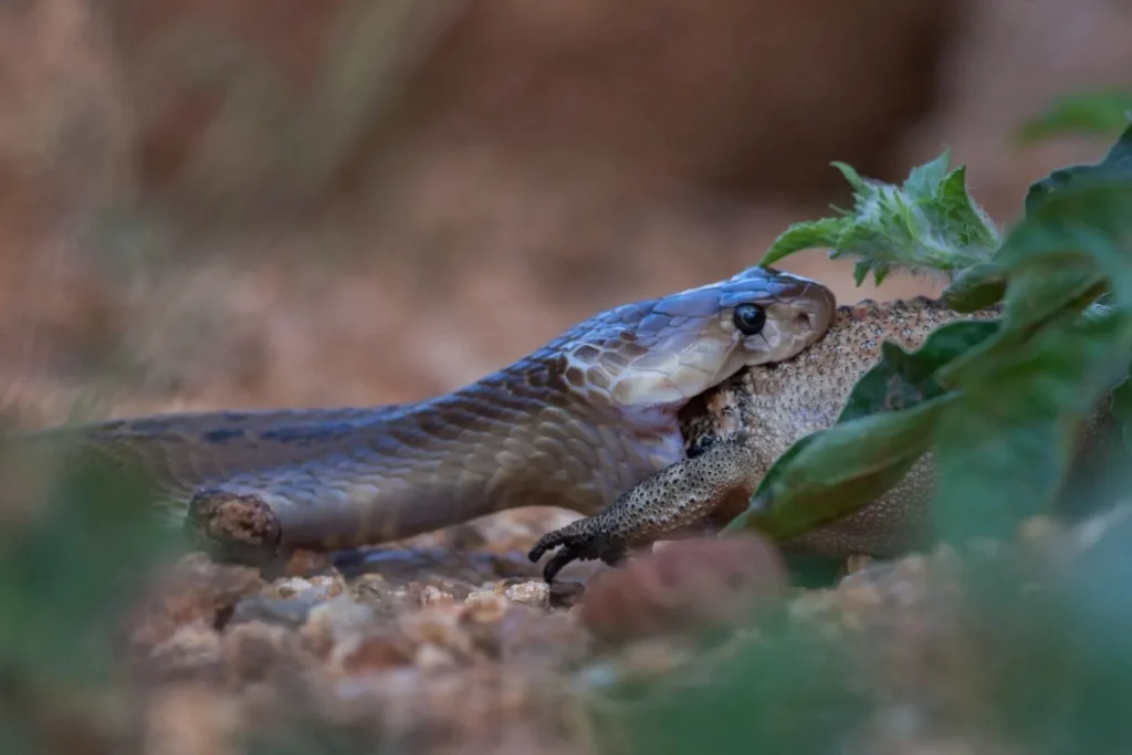 Indian cobra in Kanha Tiger Reserve