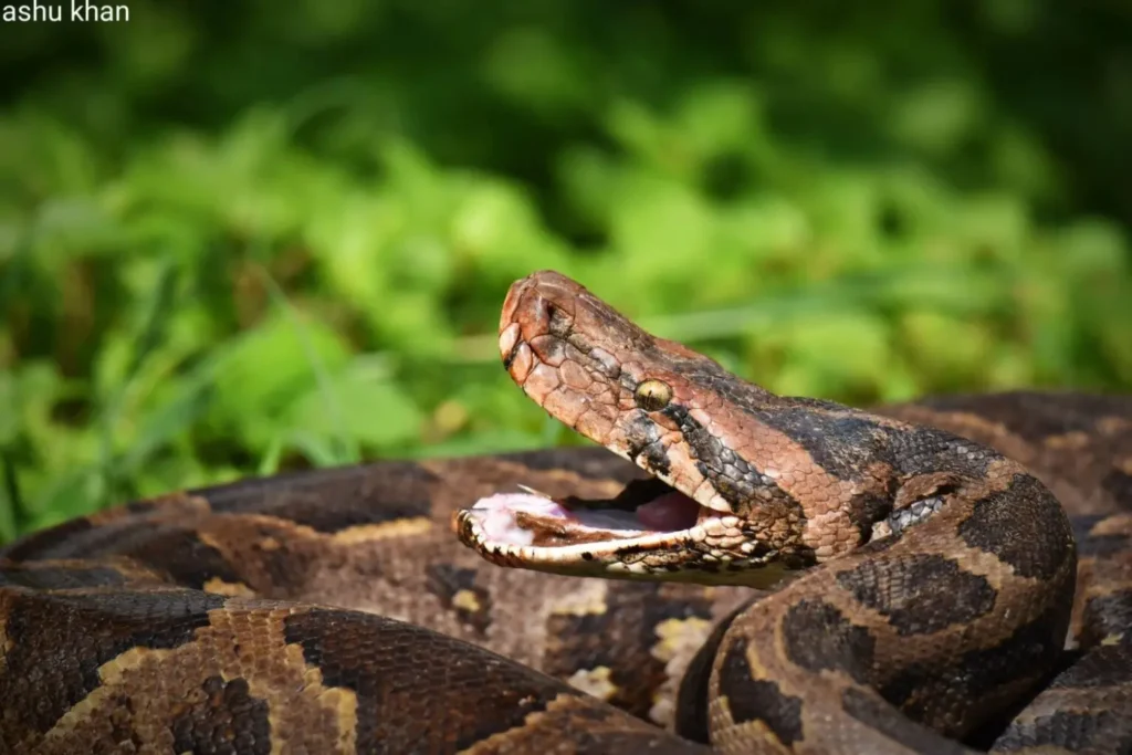 Indian rock python coiled on a tree trunk in Kanha Tiger Reserve