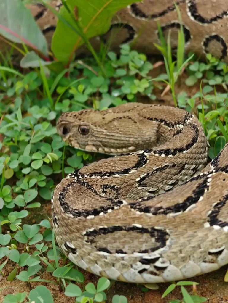 Russell's viper resting on the forest floor in Kanha Tiger Reserve