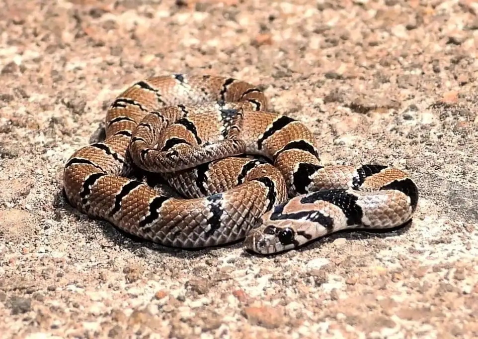 Saw-scaled viper coiled on rocky ground in Kanha Tiger Reserve