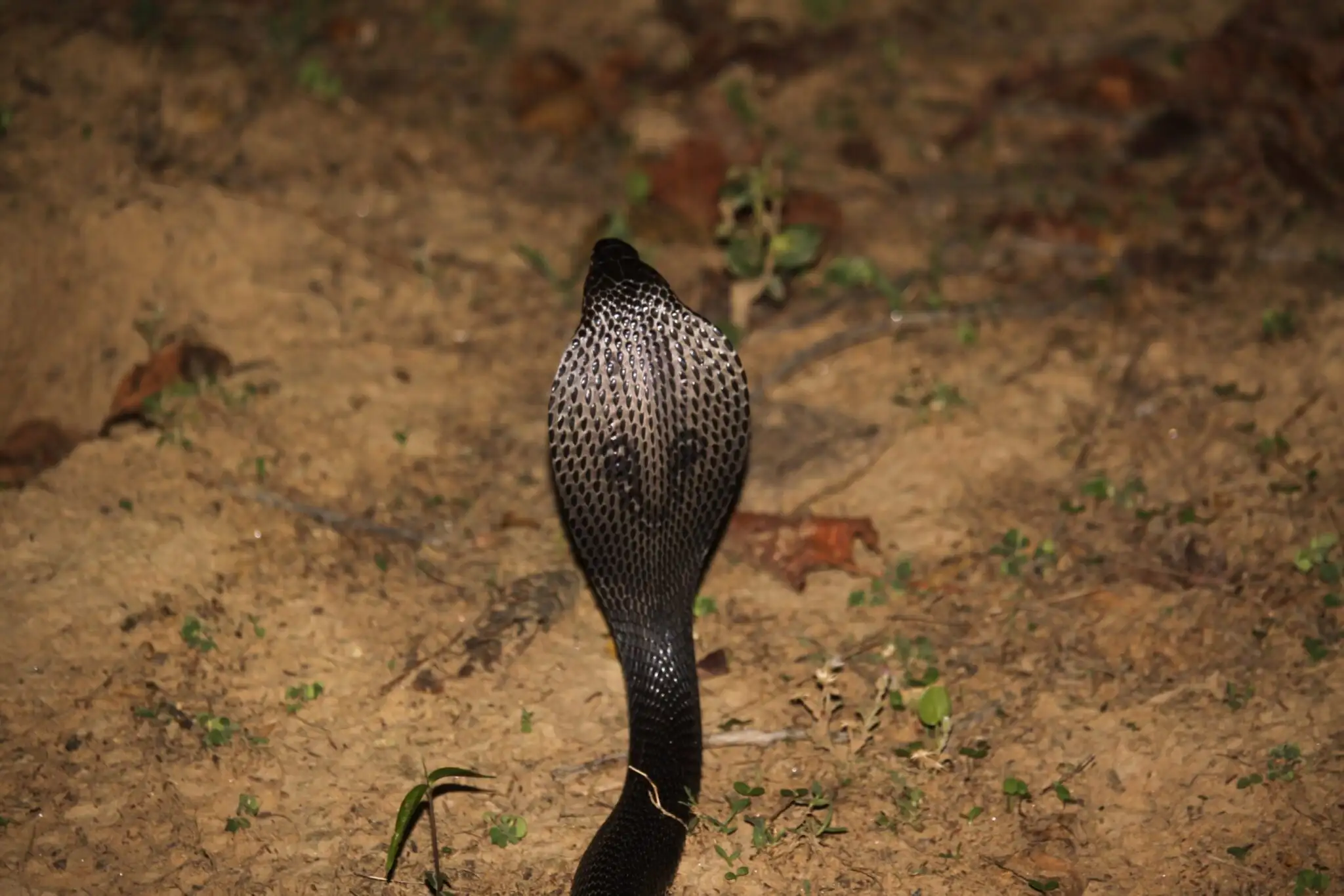 Snakes in Kanha