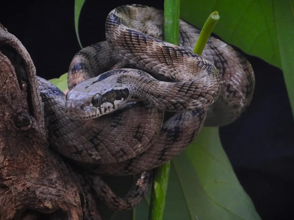 Common Forsten's cat snake resting on a tree branch in Kanha Tiger Reserve