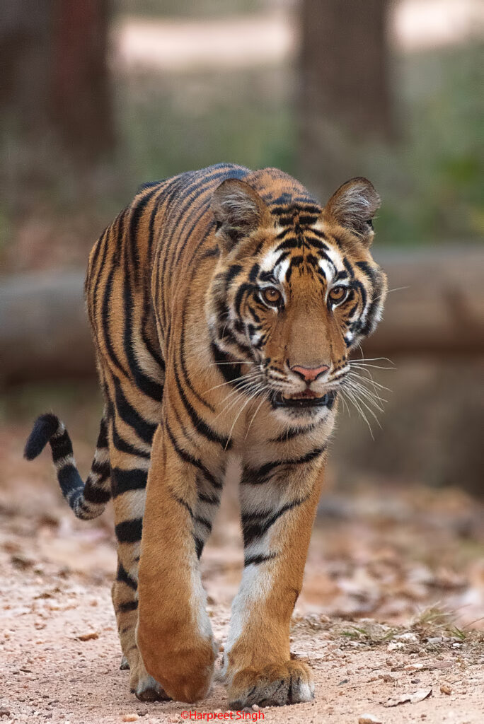 Bandhavgarh