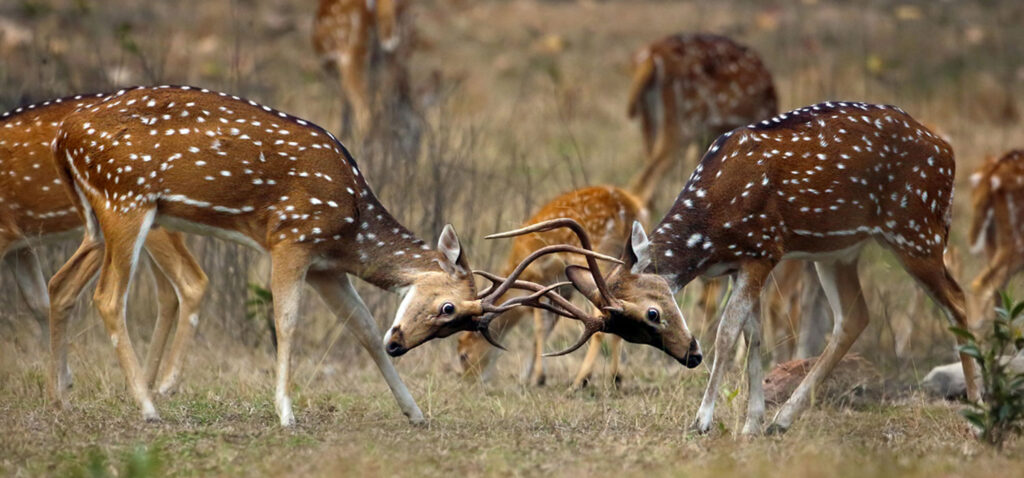 Phen Wildlife Sanctuary